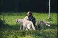 Vivre une expérience inoubliable entre chien et loup