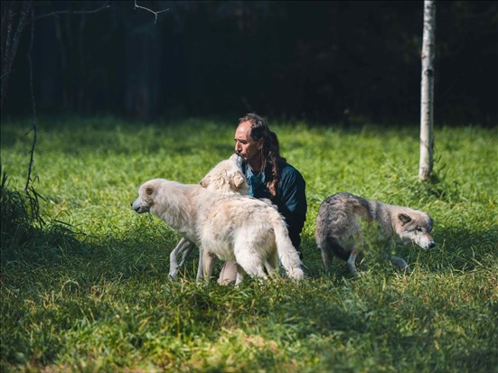 Vivre une expérience inoubliable entre chien et loup