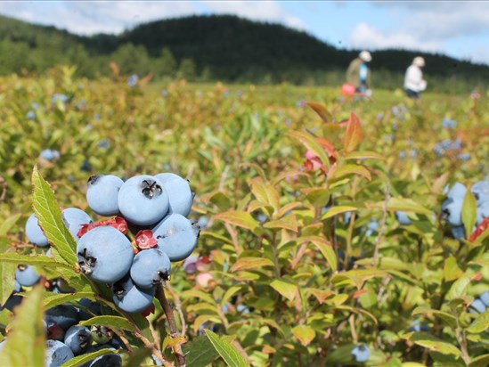 Le Syndicat des producteurs de bleuets du Québec en mode solution