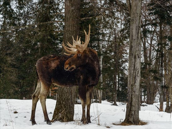 Une année record pour la récolte d’orignaux dans la région  