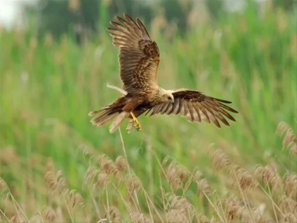 Normandin en quête d’un emblème aviaire